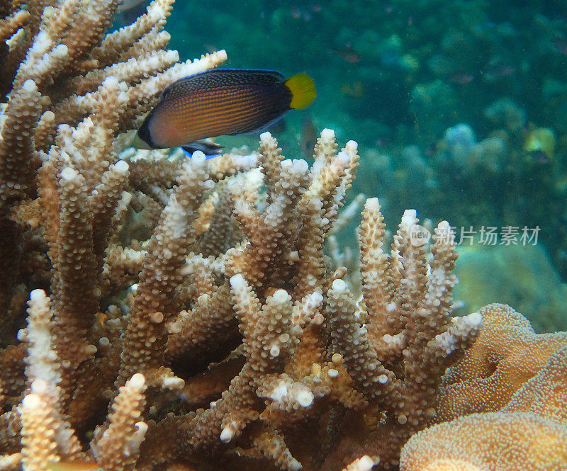 锦绣斑背鱼(Manonichthys splendens或Pseudochromis splendens)